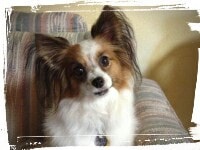 Papillon staying put with sit-stay command