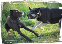 dogs fighting at dog park