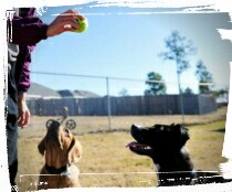 dog trainer teaching fetch