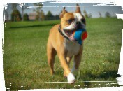 dog fetching a ball