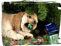 puppy chewing on christmas ornament