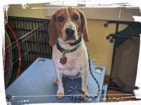 Beagle puppy on Klimb place sit commands