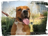 Boxer pitbull happy at a dog park