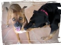 Mutt socializing with Rottweiler