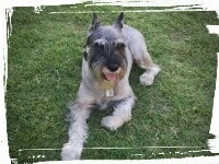 Schnauzer laying down, down-stay command