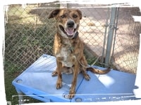 Catahoula sit-stay