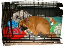 Boxer sleeping in crate